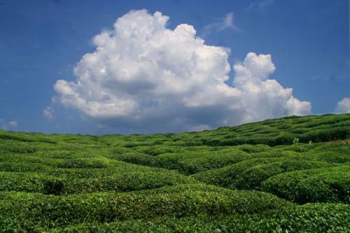 垃圾分类时代，微米生物如何击碎“餐厨垃圾”这块顽石？